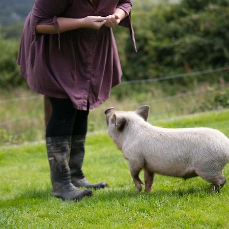 Cwtch Farm Bed & Breakfast Ystalyfera Eksteriør billede